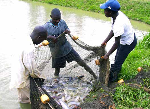Fish production in uganda